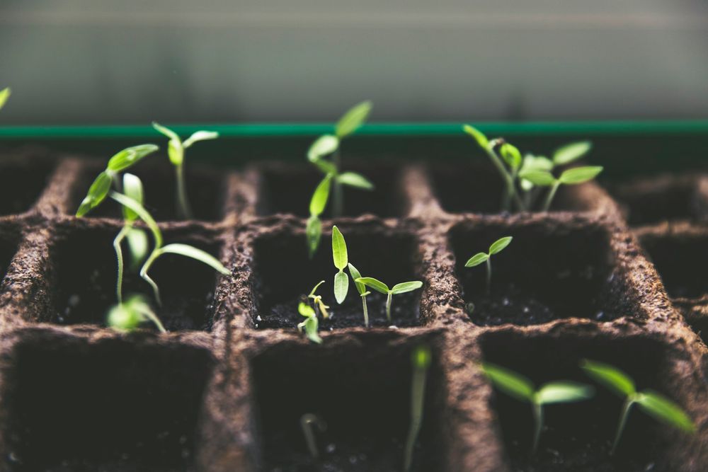 Plantes vivaces en plein soleil